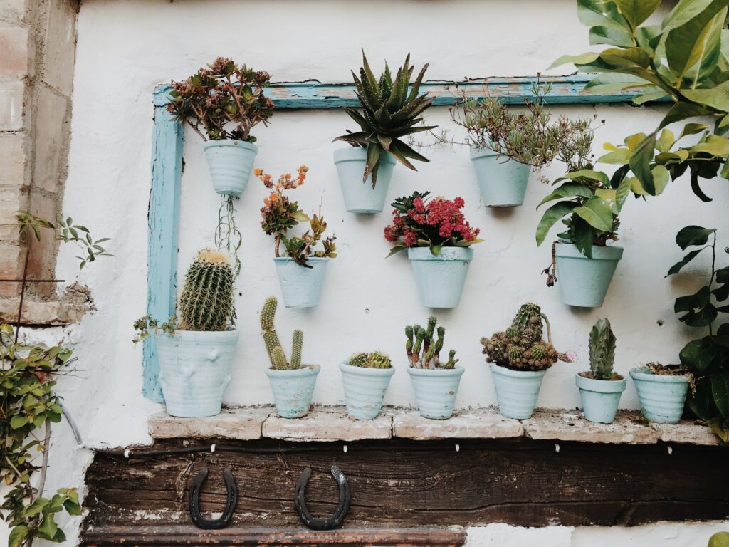 many cacti in pots on a wall